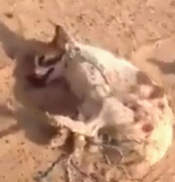 فيديو مؤلم.. شباب يتلذذون بتعذيب كلب بسيارتهم صورة رقم 3 فيديو مؤلم.. شباب يتلذذون بتعذيب كلب بسيارتهم صورة رقم 3