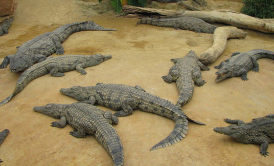 روسي يضرب مثلا في تربية التماسيح.. 300 تمساح في حديقة واحدة صورة رقم 1 روسي يضرب مثلا في تربية التماسيح.. 300 تمساح في حديقة واحدة صورة رقم 1