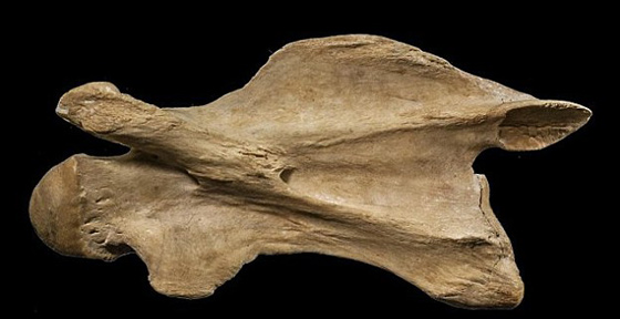 اكتشاف هيكل كائن غريب يشبه الملكة الصغيرة عاش قبل 15 مليون سنة صورة رقم 2 اكتشاف هيكل كائن غريب يشبه الملكة الصغيرة عاش قبل 15 مليون سنة صورة رقم 2