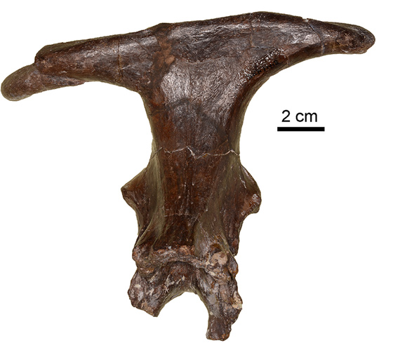 اكتشاف هيكل كائن غريب يشبه الملكة الصغيرة عاش قبل 15 مليون سنة صورة رقم 3 اكتشاف هيكل كائن غريب يشبه الملكة الصغيرة عاش قبل 15 مليون سنة صورة رقم 3