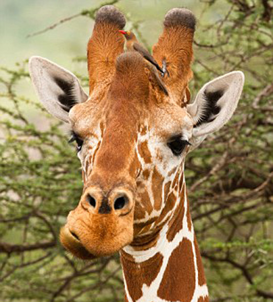 اكتشاف هيكل كائن غريب يشبه الملكة الصغيرة عاش قبل 15 مليون سنة صورة رقم 6 اكتشاف هيكل كائن غريب يشبه الملكة الصغيرة عاش قبل 15 مليون سنة صورة رقم 6