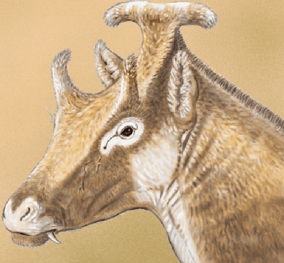 اكتشاف هيكل كائن غريب يشبه الملكة الصغيرة عاش قبل 15 مليون سنة صورة رقم 1 اكتشاف هيكل كائن غريب يشبه الملكة الصغيرة عاش قبل 15 مليون سنة صورة رقم 1