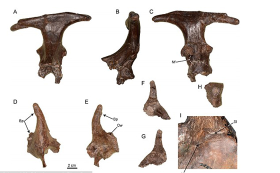 اكتشاف هيكل كائن غريب يشبه الملكة الصغيرة عاش قبل 15 مليون سنة صورة رقم 4 اكتشاف هيكل كائن غريب يشبه الملكة الصغيرة عاش قبل 15 مليون سنة صورة رقم 4
