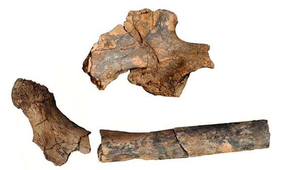 اكتشاف هيكل كائن غريب يشبه الملكة الصغيرة عاش قبل 15 مليون سنة صورة رقم 5 اكتشاف هيكل كائن غريب يشبه الملكة الصغيرة عاش قبل 15 مليون سنة صورة رقم 5