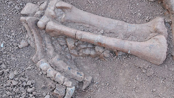 اكتشاف هياكل عظمية لديناصورات ضخمة عاشت قبل 180 مليون سنة صورة رقم 2 اكتشاف هياكل عظمية لديناصورات ضخمة عاشت قبل 180 مليون سنة صورة رقم 2