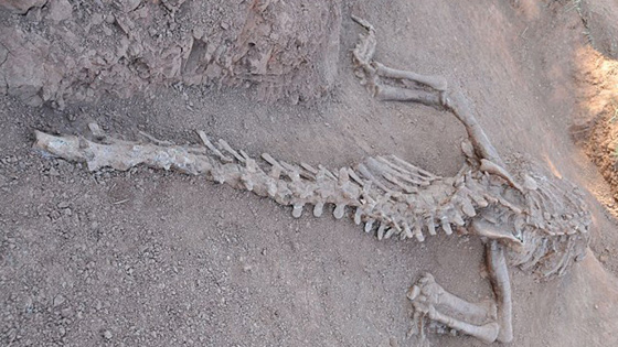 اكتشاف هياكل عظمية لديناصورات ضخمة عاشت قبل 180 مليون سنة صورة رقم 3 اكتشاف هياكل عظمية لديناصورات ضخمة عاشت قبل 180 مليون سنة صورة رقم 3