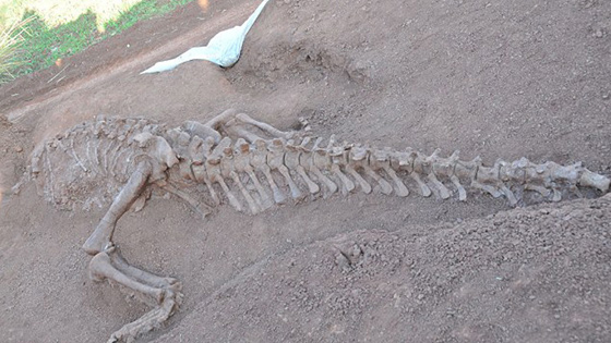 اكتشاف هياكل عظمية لديناصورات ضخمة عاشت قبل 180 مليون سنة صورة رقم 1 اكتشاف هياكل عظمية لديناصورات ضخمة عاشت قبل 180 مليون سنة صورة رقم 1