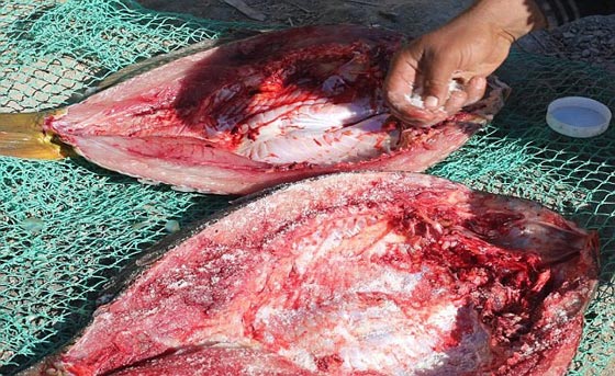 صور تظهر الدواعش في اوقات فراغهم.. ماذا يصنعون؟ صورة رقم 4