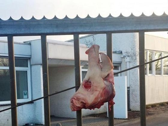 ارهاب يولد ارهابا.. بعد إلقاء رأس خنزير على باب مسجد، احراق آخر بكاليفورنيا صورة رقم 1 ارهاب يولد ارهابا.. بعد إلقاء رأس خنزير على باب مسجد، احراق آخر بكاليفورنيا صورة رقم 1