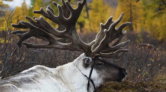  قبائل الدوخا النادرة تنافس بابا نويل على اعز اصدقائه.. شاهد الصور صورة رقم 10