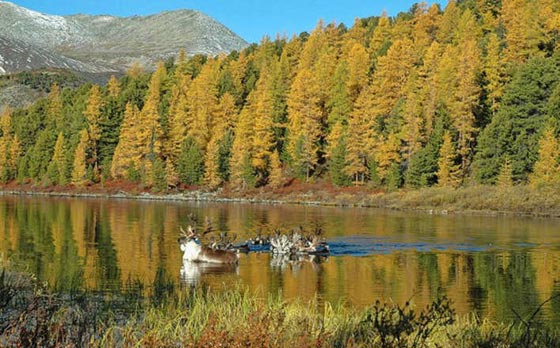  قبائل الدوخا النادرة تنافس بابا نويل على اعز اصدقائه.. شاهد الصور صورة رقم 6