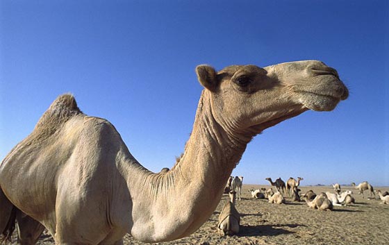 ام تطلب من ابنها ان يطلق زوجته لانها فبّلت جملا!! صورة رقم 1