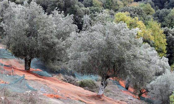 ايقاف الحكم بقطع الفي زيتونة مصابة والتحقيق مع 10 متهمين كبار صورة رقم 1 ايقاف الحكم بقطع الفي زيتونة مصابة والتحقيق مع 10 متهمين كبار صورة رقم 1