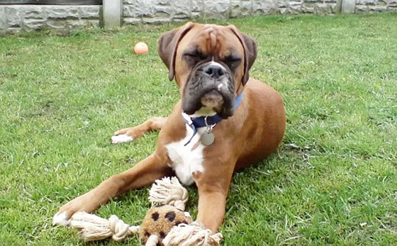 عائلة تطلب استنساخ كلبها النافق مقابل 200 الف دولار صورة رقم 1 عائلة تطلب استنساخ كلبها النافق مقابل 200 الف دولار صورة رقم 1