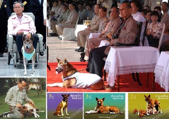 قصة كلبة من عالم الملوك.. كرموها بفيلم وكتاب واهانوا من اهانها واذلوه!! صورة رقم 2 قصة كلبة من عالم الملوك.. كرموها بفيلم وكتاب واهانوا من اهانها واذلوه!! صورة رقم 2