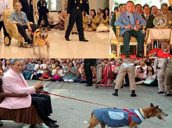 قصة كلبة من عالم الملوك.. كرموها بفيلم وكتاب واهانوا من اهانها واذلوه!! صورة رقم 3 قصة كلبة من عالم الملوك.. كرموها بفيلم وكتاب واهانوا من اهانها واذلوه!! صورة رقم 3