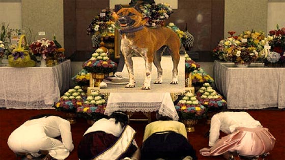 قصة كلبة من عالم الملوك.. كرموها بفيلم وكتاب واهانوا من اهانها واذلوه!! صورة رقم 1 قصة كلبة من عالم الملوك.. كرموها بفيلم وكتاب واهانوا من اهانها واذلوه!! صورة رقم 1