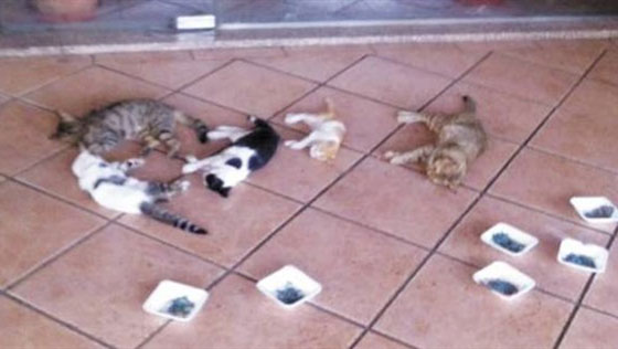 جمعية الرفق بالحيوان بالقاهرة تتظاهر احتجاجا على مذبحة القطط صورة رقم 3 جمعية الرفق بالحيوان بالقاهرة تتظاهر احتجاجا على مذبحة القطط صورة رقم 3