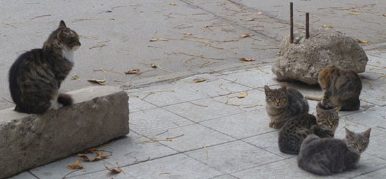 جمعية الرفق بالحيوان بالقاهرة تتظاهر احتجاجا على مذبحة القطط صورة رقم 4 جمعية الرفق بالحيوان بالقاهرة تتظاهر احتجاجا على مذبحة القطط صورة رقم 4
