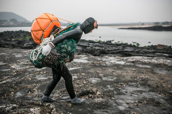 نساء البحر.. ساعات من الغوص بالمياه الباردة بحثا عن ثمار البحر صورة رقم 6
