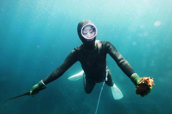 نساء البحر.. ساعات من الغوص بالمياه الباردة بحثا عن ثمار البحر صورة رقم 10