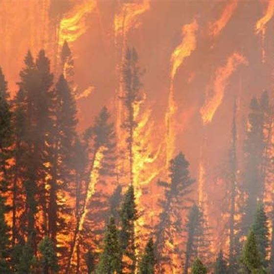 النار تلتهم عشرة ملايين فدان من الغابات الامريكية في عام 2015 صورة رقم 2