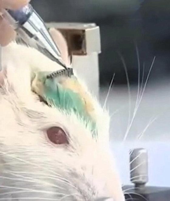 روسيا تجند جيشا من الفئران لمحاربة داعش!! صورة رقم 4 روسيا تجند جيشا من الفئران لمحاربة داعش!! صورة رقم 4