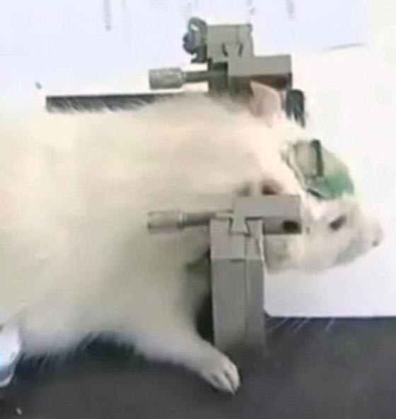 روسيا تجند جيشا من الفئران لمحاربة داعش!! صورة رقم 5 روسيا تجند جيشا من الفئران لمحاربة داعش!! صورة رقم 5