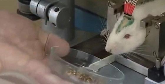 روسيا تجند جيشا من الفئران لمحاربة داعش!! صورة رقم 6 روسيا تجند جيشا من الفئران لمحاربة داعش!! صورة رقم 6