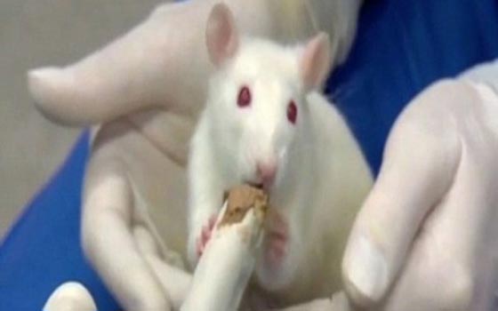 روسيا تجند جيشا من الفئران لمحاربة داعش!! صورة رقم 8 روسيا تجند جيشا من الفئران لمحاربة داعش!! صورة رقم 8