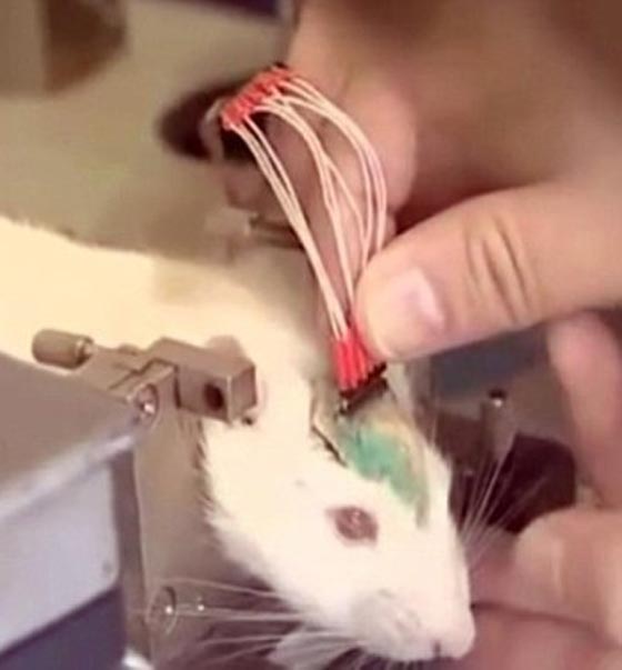 روسيا تجند جيشا من الفئران لمحاربة داعش!! صورة رقم 9 روسيا تجند جيشا من الفئران لمحاربة داعش!! صورة رقم 9