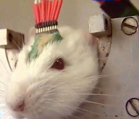 روسيا تجند جيشا من الفئران لمحاربة داعش!! صورة رقم 11 روسيا تجند جيشا من الفئران لمحاربة داعش!! صورة رقم 11