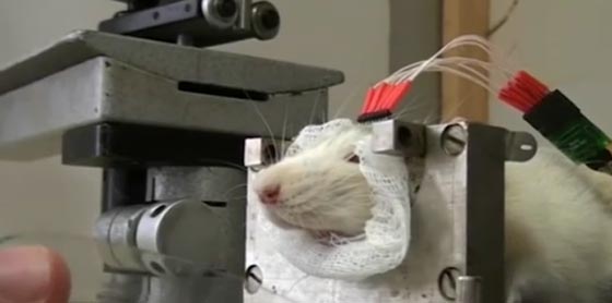 روسيا تجند جيشا من الفئران لمحاربة داعش!! صورة رقم 2 روسيا تجند جيشا من الفئران لمحاربة داعش!! صورة رقم 2