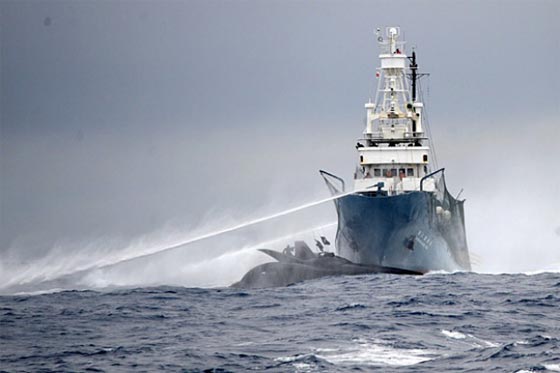 حادث نادر.. اصابات في حادث اصطدام سفينة بحوت عملاق صورة رقم 1 حادث نادر.. اصابات في حادث اصطدام سفينة بحوت عملاق صورة رقم 1