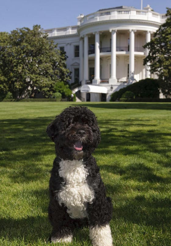 (المسيح) خطط لسرقة احد كلاب اوباما وقال ان والدته مارلين مونرو صورة رقم 7 (المسيح) خطط لسرقة احد كلاب اوباما وقال ان والدته مارلين مونرو صورة رقم 7