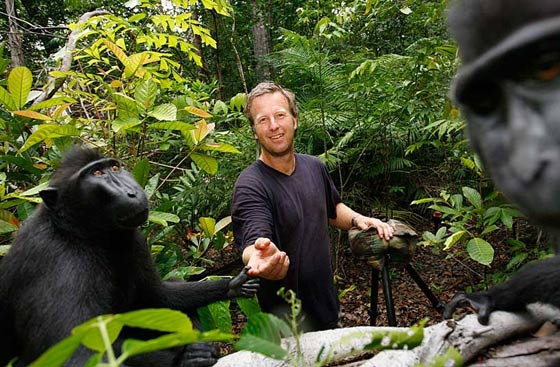 قرد يخسر دعوى قضائية ضد مصور بسبب صورة سيلفي صورة رقم 2