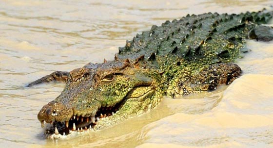 تمساح هائج يقتلع يد امرأة استرالية في متنزه صورة رقم 1 تمساح هائج يقتلع يد امرأة استرالية في متنزه صورة رقم 1