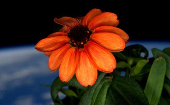 زينيا.. اول وردة تزهر في الفضاء الخارج صورة رقم 2 زينيا.. اول وردة تزهر في الفضاء الخارج صورة رقم 2