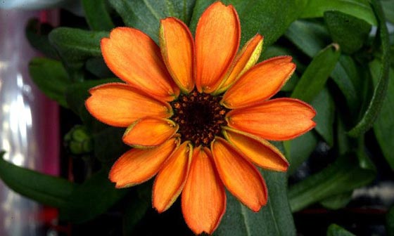 زينيا.. اول وردة تزهر في الفضاء الخارج صورة رقم 1 زينيا.. اول وردة تزهر في الفضاء الخارج صورة رقم 1