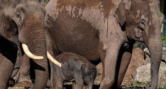 رصد قطيع من الفيلة الاسيوية المهددة بالانقراض في كمبوديا صورة رقم 1 رصد قطيع من الفيلة الاسيوية المهددة بالانقراض في كمبوديا صورة رقم 1