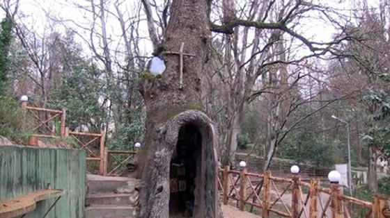 جورجيا: انشاء مصلى في تجويف شجرة بلوط معمرة صورة رقم 1