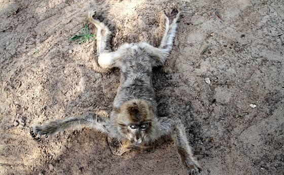 حدائق الحيوانات في غزة اشبه بالمعتقلات والأسود تموت جوعا صورة رقم 2