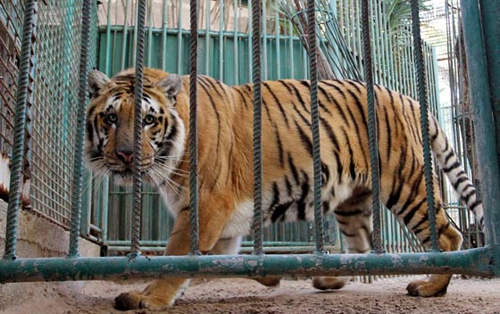 حدائق الحيوانات في غزة اشبه بالمعتقلات والأسود تموت جوعا صورة رقم 3