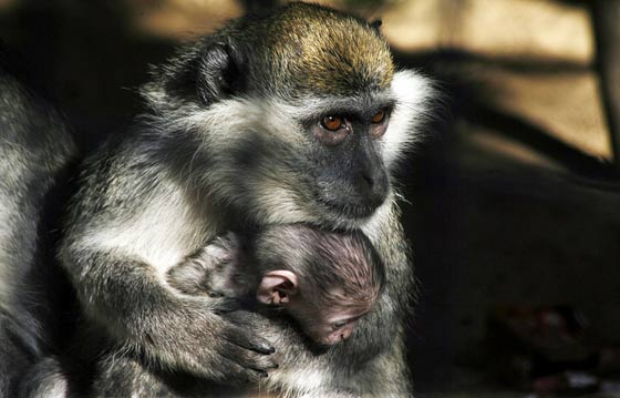 حدائق الحيوانات في غزة اشبه بالمعتقلات والأسود تموت جوعا صورة رقم 5