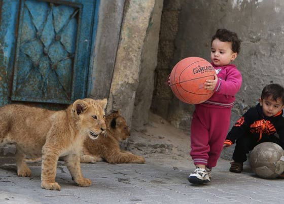 حدائق الحيوانات في غزة اشبه بالمعتقلات والأسود تموت جوعا صورة رقم 17