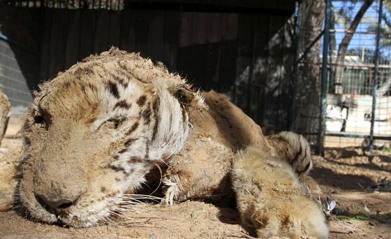 حدائق الحيوانات في غزة اشبه بالمعتقلات والأسود تموت جوعا صورة رقم 4