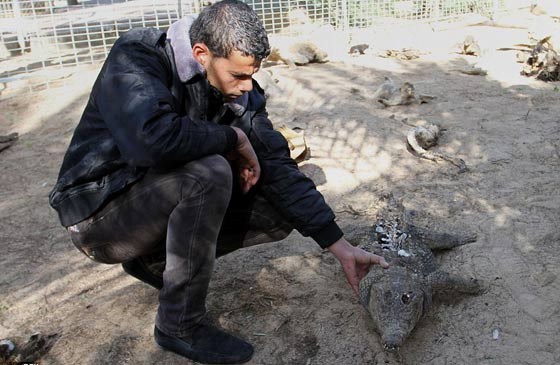 حدائق الحيوانات في غزة اشبه بالمعتقلات والأسود تموت جوعا صورة رقم 12