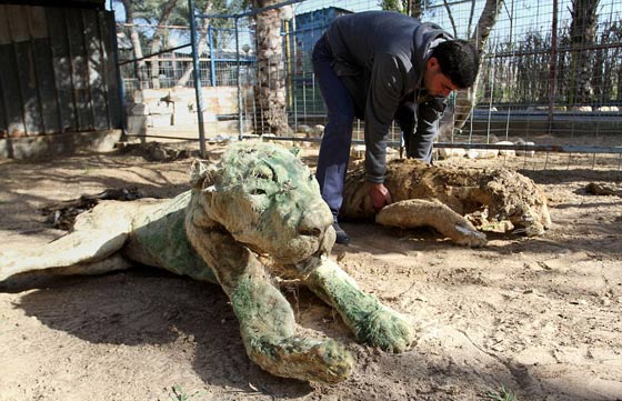 حدائق الحيوانات في غزة اشبه بالمعتقلات والأسود تموت جوعا صورة رقم 14