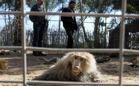 حدائق الحيوانات في غزة اشبه بالمعتقلات والأسود تموت جوعا صورة رقم 6