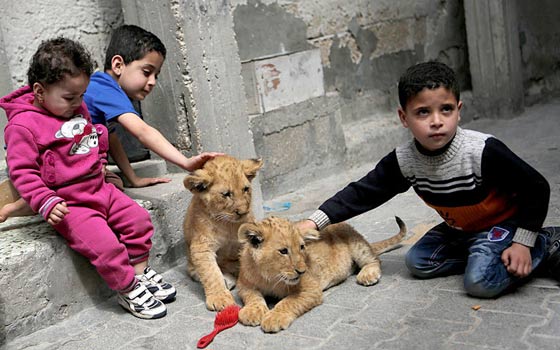 حدائق الحيوانات في غزة اشبه بالمعتقلات والأسود تموت جوعا صورة رقم 18